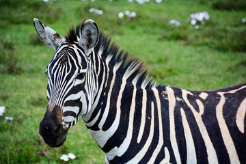 Fototapeta na wymiar baby zebra and mom in tanzania