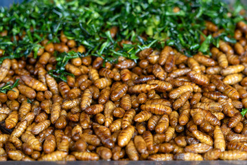 Fried silk worms delicious in street food in Thailand. Close up