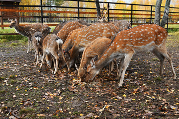 red spotted deer in a forest nursery