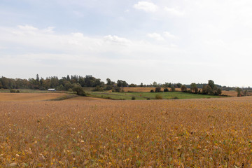 golden fields for harvest