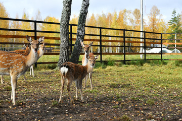 red spotted deer in a forest nursery