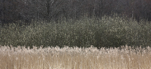 Spring. Wood, dark without leaves. Slightly turning green blossoming young willows. Dry light reed. Three color strips.