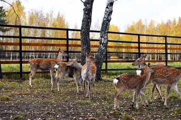 red spotted deer in a forest nursery