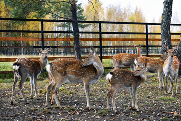 red spotted deer in a forest nursery