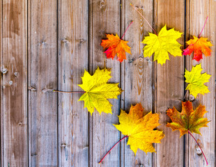Autumn composition with maple leaves on wooden background, fall concept, copy space