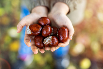 The hands of a child showing a handful of chestnuts