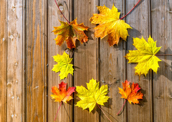 Autumn composition with maple leaves on wooden background, fall concept, copy space