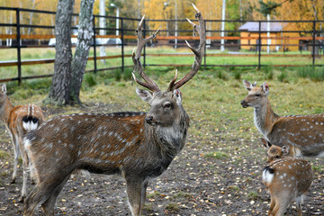 red spotted deer in a forest nursery
