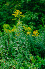 lush flowering of the most allergic flower is ragweed. Yellow ragweed flowers