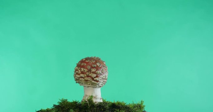 amanita poisonous mushroom isolated green background time lapse
