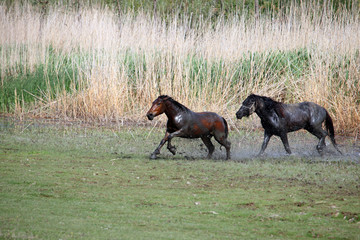 Horses run through the water nature