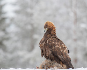 Golden Eagle (Aquila chrysaetos) guarding its prey