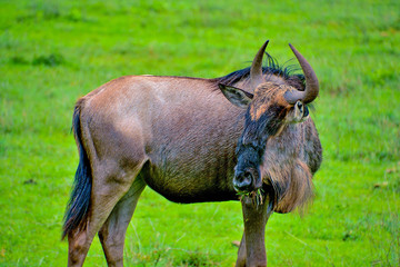 wildebeest