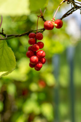 Schisandra berries hanging on the branch in the garden.