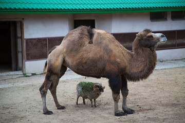Two-humped camel, Camelus bactrianus,  stands with a small lamb in the zoo enclosure. Wildlife, mammals, fauna.