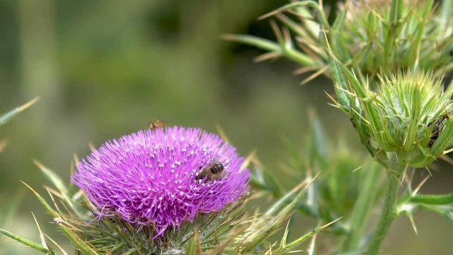 Bugs on a silymarin flower collection nectar