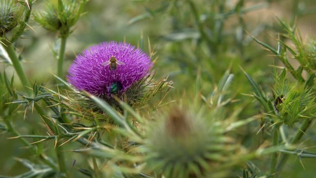 Silybum marianum, kenger herb plant and insect on it