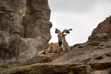 The vinthorned goat, Markhor, lies atop a mountain against a backdrop of rocks. Wildlife, mammals, fauna.