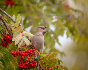 A beautiful Bohemian Waxwing (Bombycilla garrulus) feeding on Rowan tree berries