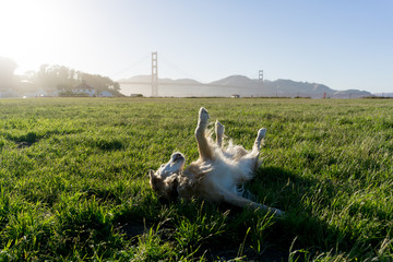 Dog is playing in front of Golden Gate Bridge