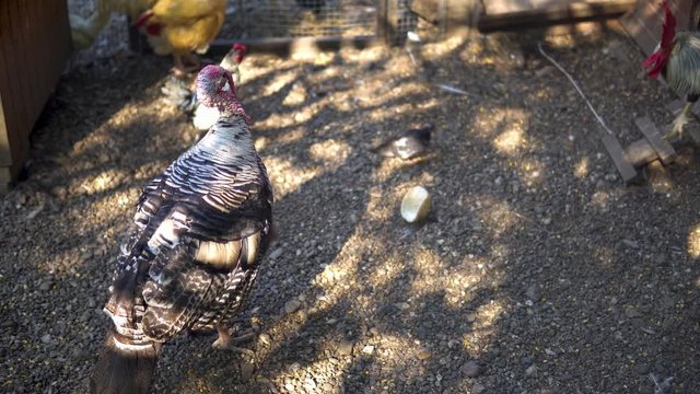 Chicken and turkey in a farm 