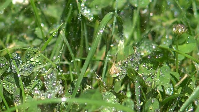Fresh morining rain falling on the grass