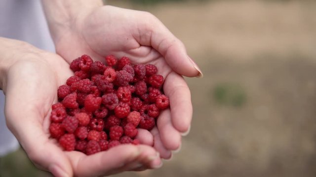 Organic raspberries in woman&rsquo;s hands, family picking raspberries on the farm