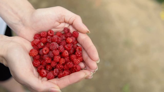 Family collecting fresh organic raspberries from the bush