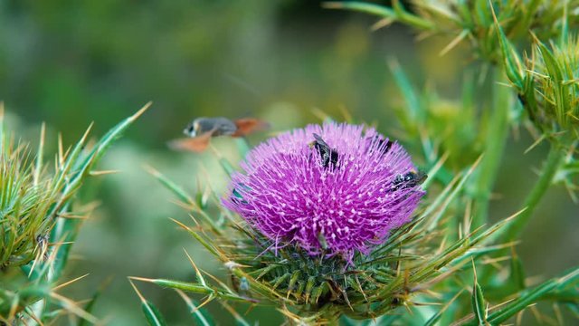 Bee collectin polen on silymarin flower