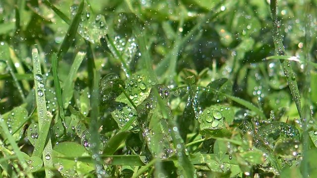Raindrops on the green fresh grass