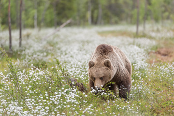 Fototapeta na wymiar Brown bear (Ursus arctos) walking on a Finnish bog in the middle of the cotton grass