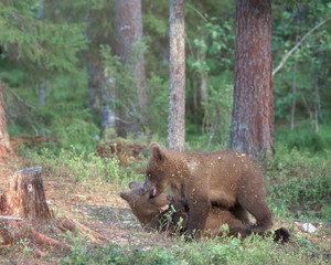 Two Brown bear cubs playing in the summer forest