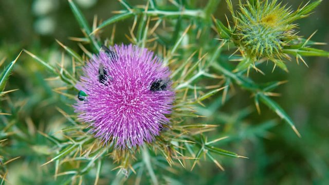 Bees collecting polen from silymarin flower