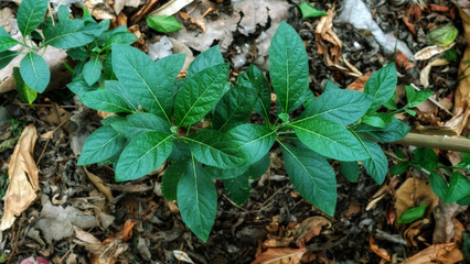 Gymnanthemum extensum plant in a vegetable garden.