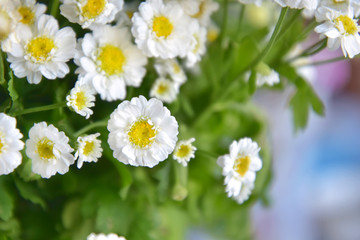 Obraz na płótnie Canvas beautiful bouquet of camomile flowers on blurred neutral background. Bunch of wildflowers on gray backdrop. Romantic meadow flower. White camomiles flower 