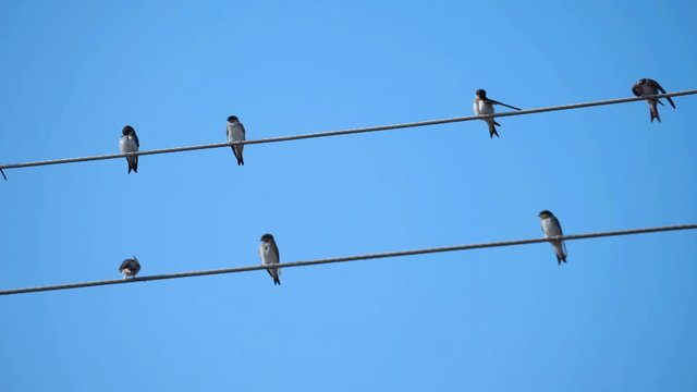 Flock of birds on electric wire on a bright summer day
