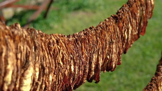 Classical way of drying tobacco in Cuba