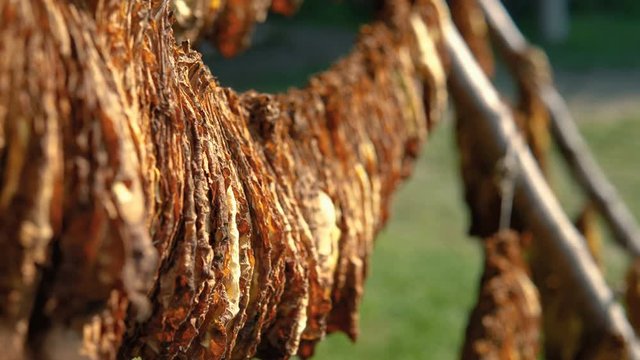 Tobacco leaves hanging on a rope drying in Dominican Republic 