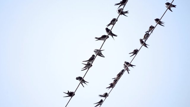 Flock of birds on electric wire against blue bright sky