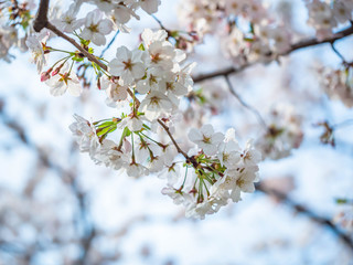 Closeup of sakura flower blooming with blurry sky background in cherry blossom season.
