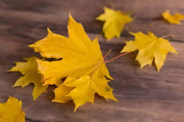 autumn leaves on a brown background. yellow maple leaves