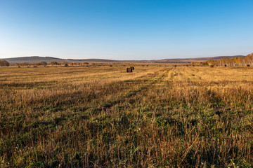 Fototapeta na wymiar roll of fresh hay in the autumn field, livestock feed