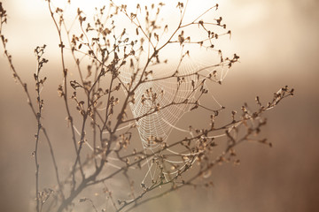 Fototapeta premium Beautiful sunny amazing sparkling spiderweb. Charming organic scenic background. Beauty of morning time concept.