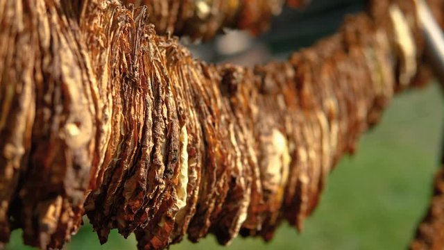 Tobacco leaves hanging on a rope drying on the sunlight