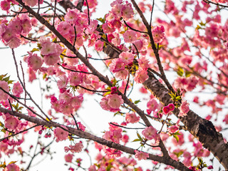 Pink cherry blossom season. Sakura flower blooming in the park or garden.
