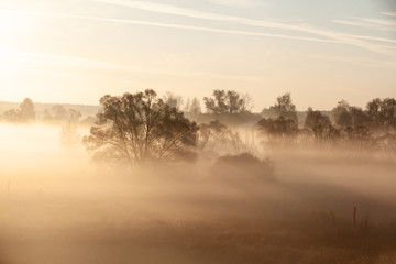 Fototapeta na wymiar Misty forest landscape in the morning, Russia