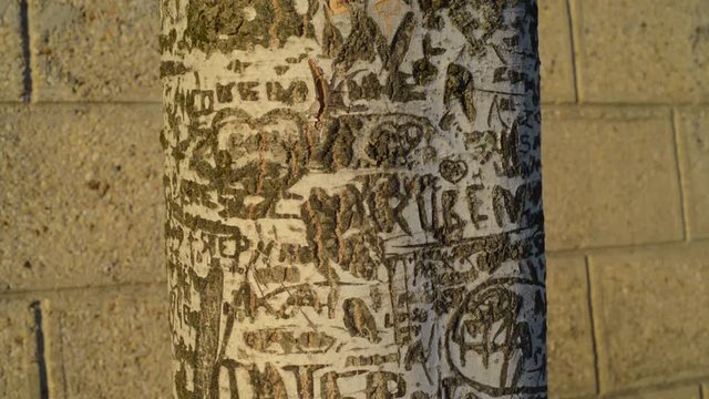 Tree carving writing in bark, Paris seine riverside love amour