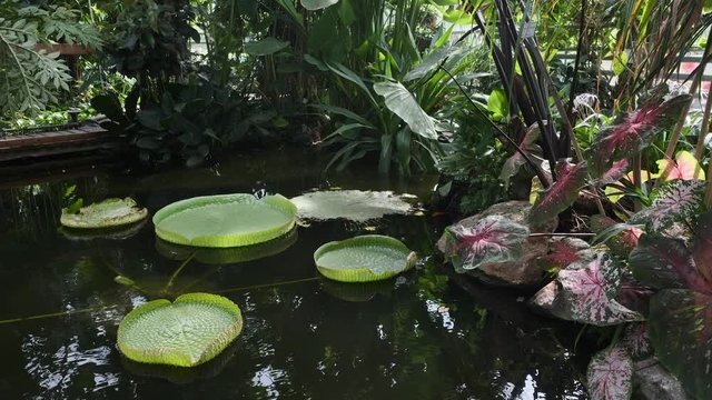 Tropical pond with lily pad and fern in greenhouse in botanical garden in Munster/Münster, Germany