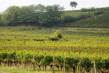Fototapeta na wymiar Vineyards green of Saint Emilion Bordeaux region of France