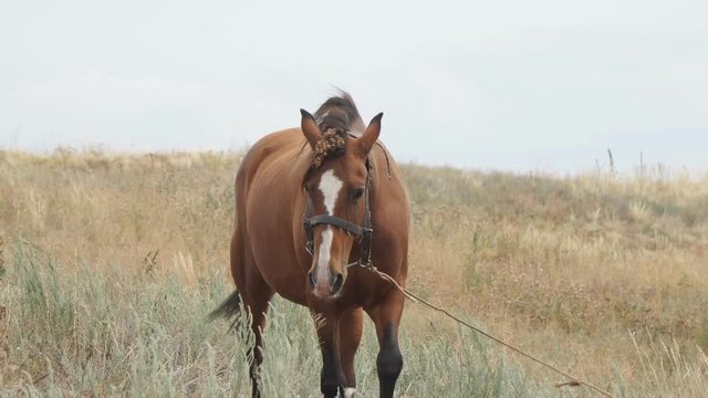 Portrait of a brown horse. Brown horse on a leash walks in a meadow in front of the camera